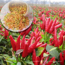 Quality hybrid pod pepper seeds chilli seeds for planting